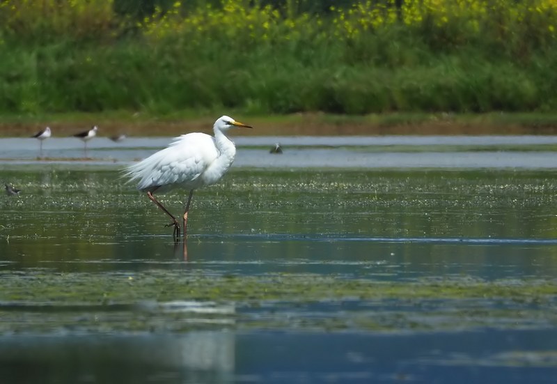 Airone bianco maggiore